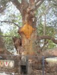 Vaiyam Kaththa Perumal, Thirukoodalur